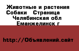 Животные и растения Собаки - Страница 12 . Челябинская обл.,Еманжелинск г.